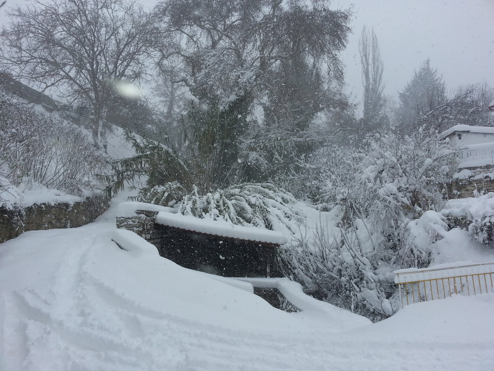 Χειμερινός Πτελεός